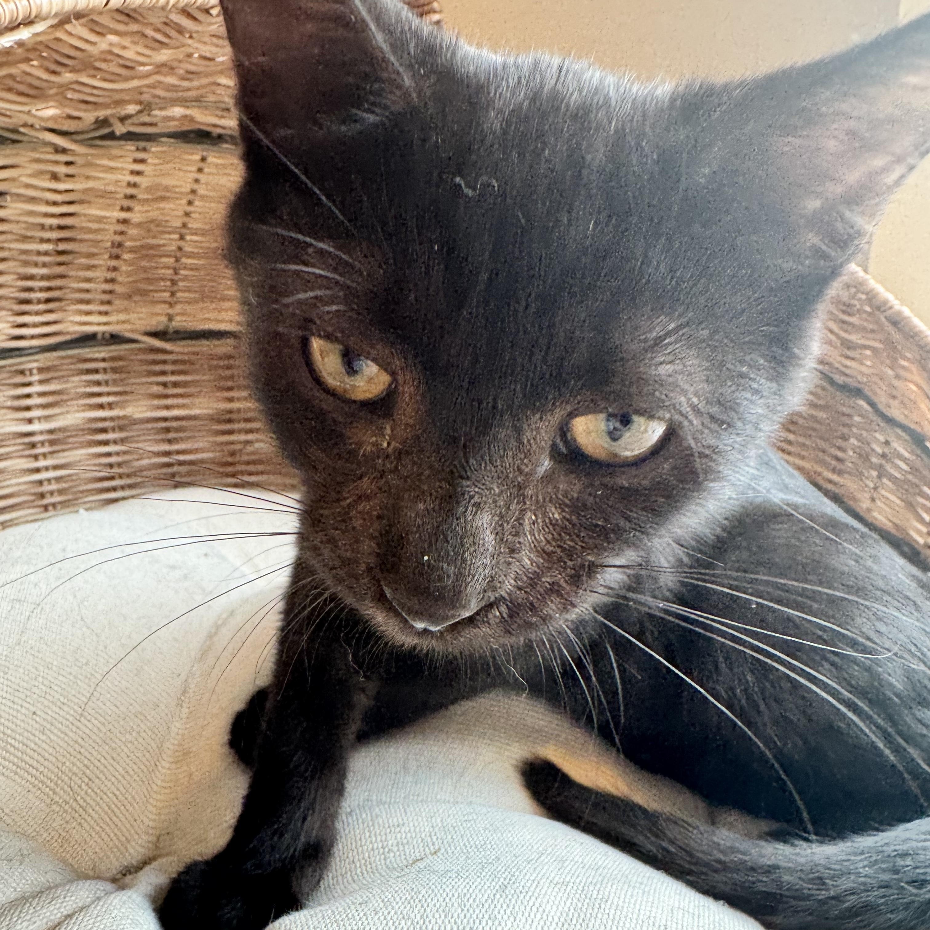 Chickadee, a Adoptable Domestic Short Hair in Columbus, OH image 4/6