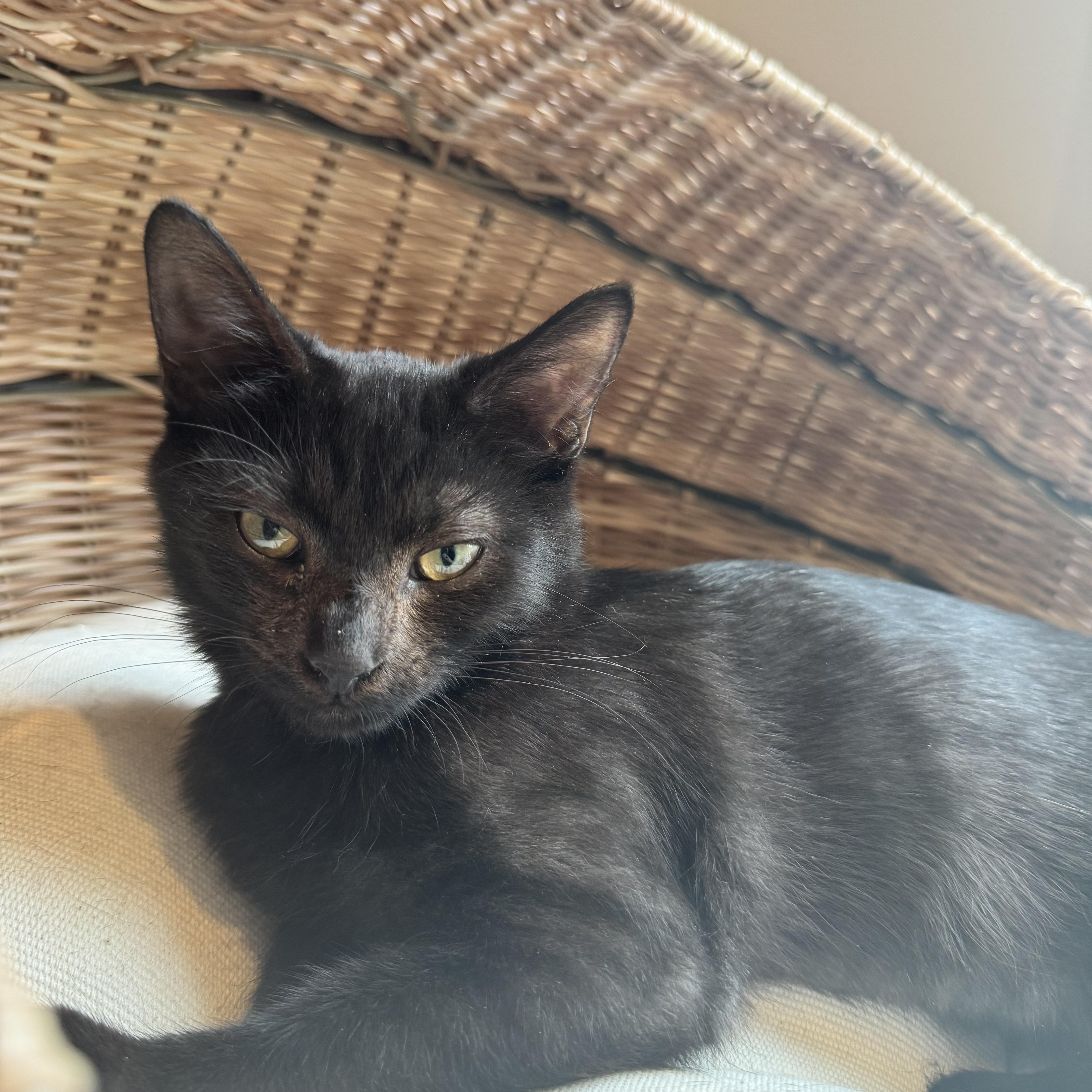 Enlarge Chickadee, a Adoptable Domestic Short Hair in Columbus, OH image 3/6
