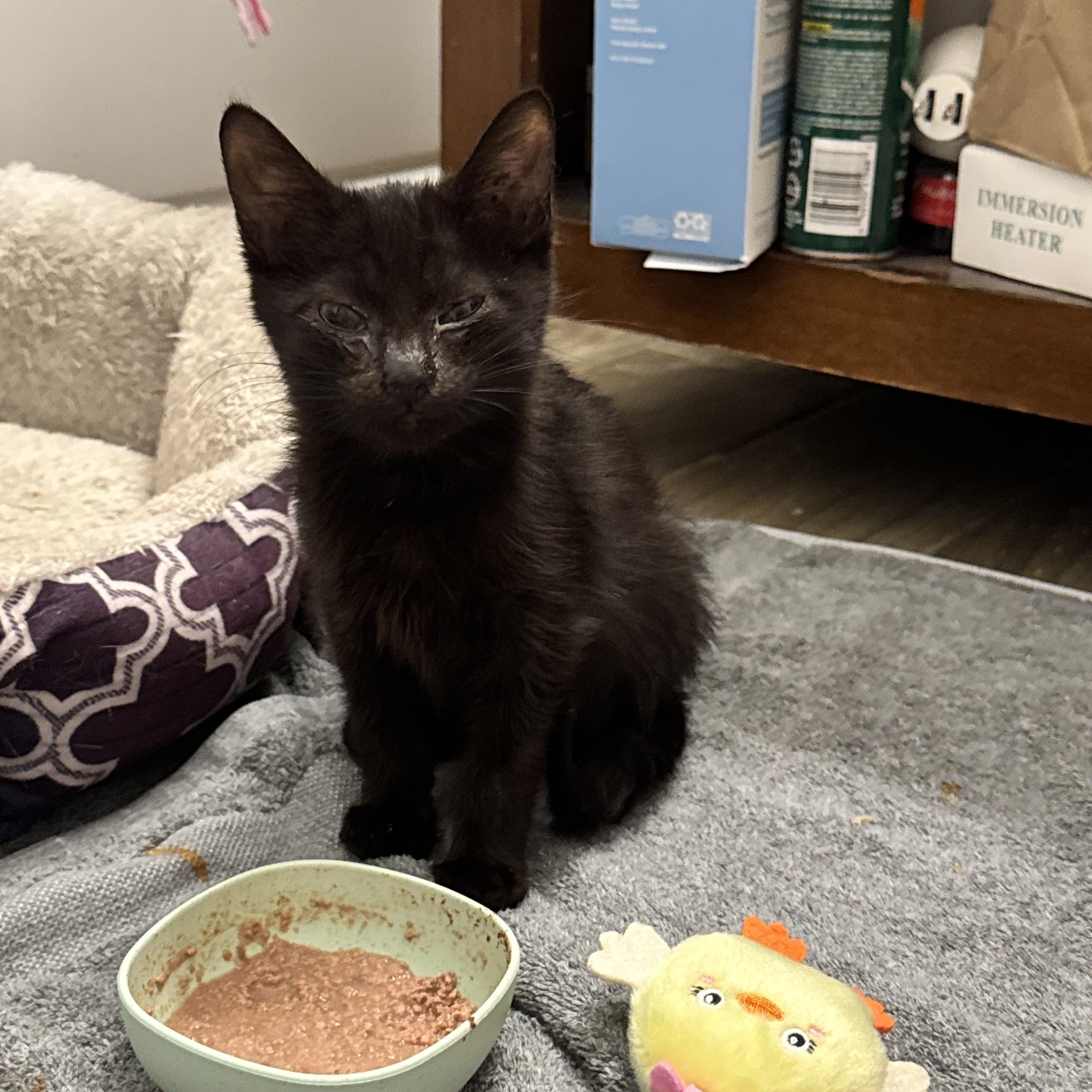 Chickadee, a Adoptable Domestic Short Hair in Columbus, OH image 5/6