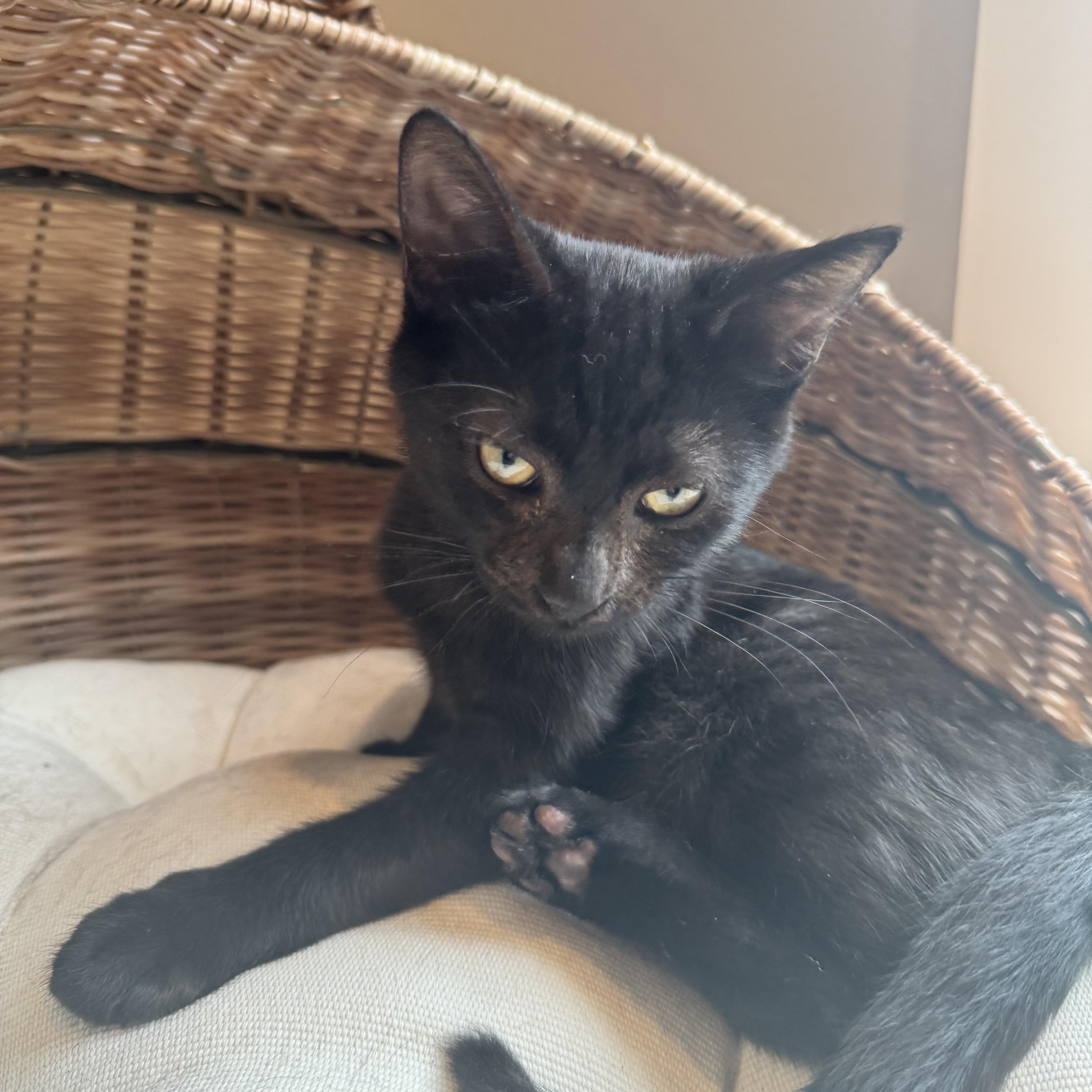 Chickadee, a Adoptable Domestic Short Hair in Columbus, OH image 2/6