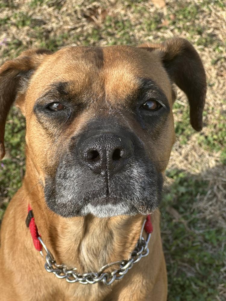 Enlarge Heidi, a Adoptable Boxer in Gillsville, GA image 1/6
