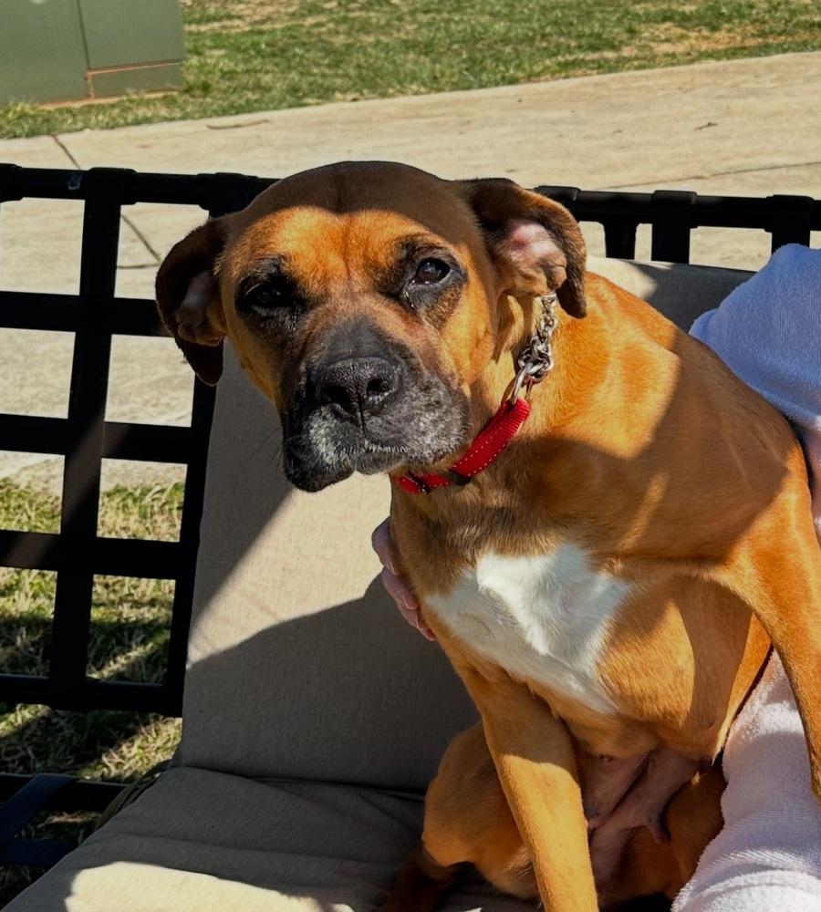 Enlarge Heidi, a Adoptable Boxer in Gillsville, GA image 3/6