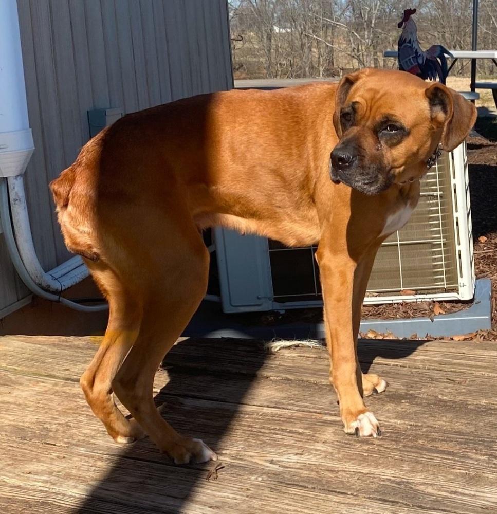 Enlarge Heidi, a Adoptable Boxer in Gillsville, GA image 4/6