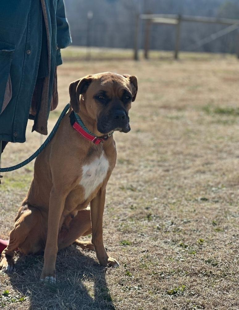 Heidi, Adoptable, Adult Female Boxer.