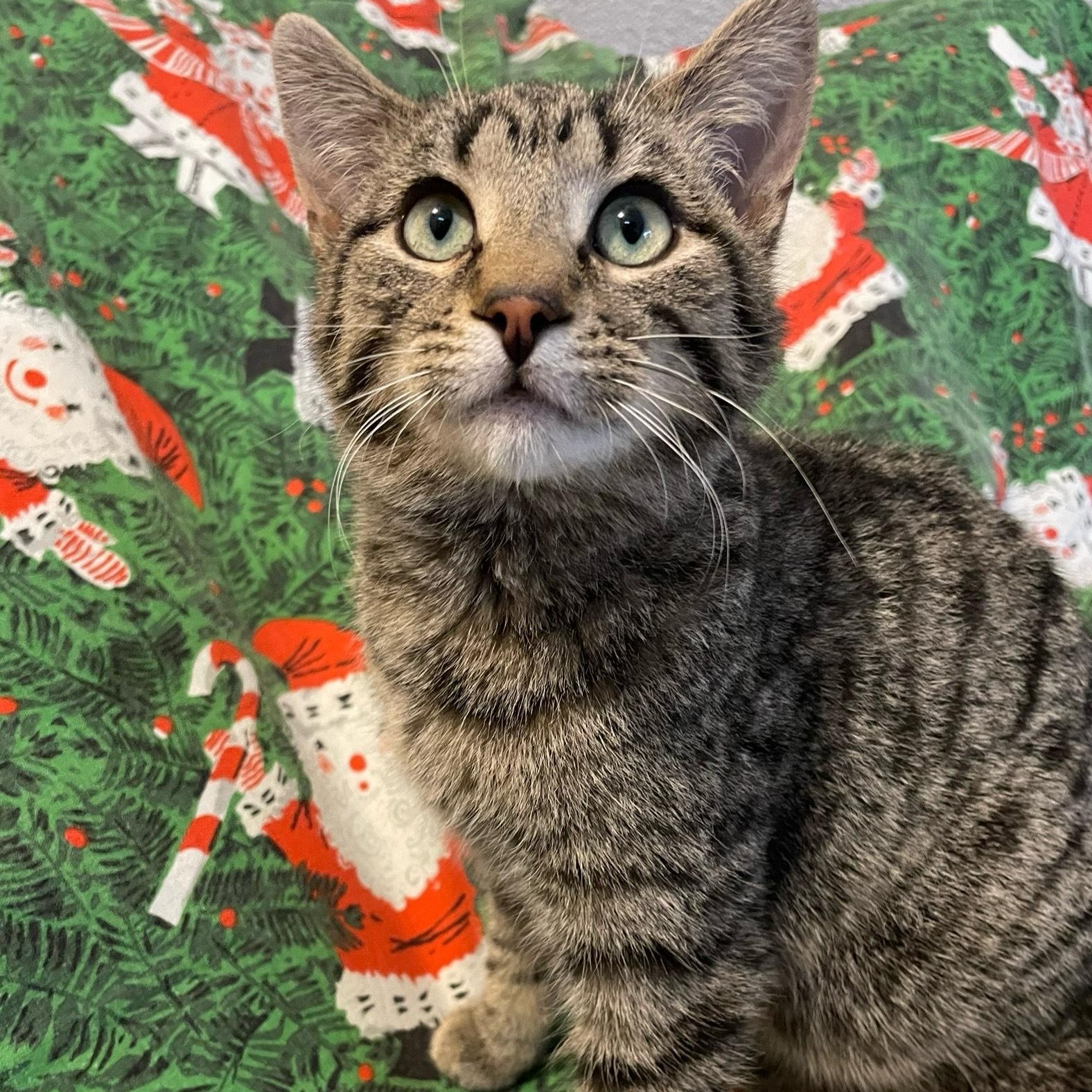 Enlarge Thomas, a Adoptable Domestic Short Hair in Pickering, ON image 1/6