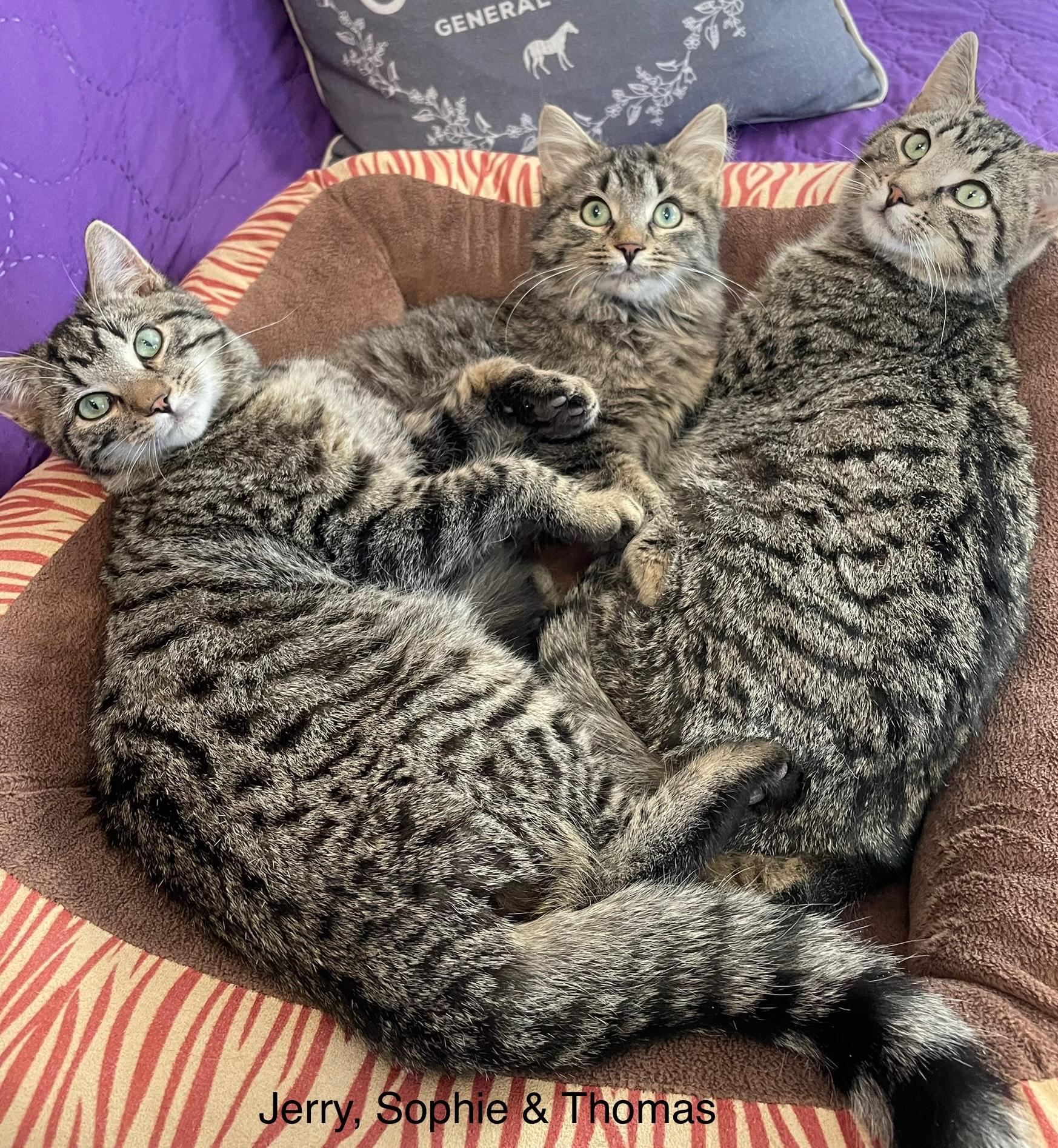 Enlarge Thomas, a Adoptable Domestic Short Hair in Pickering, ON image 2/6