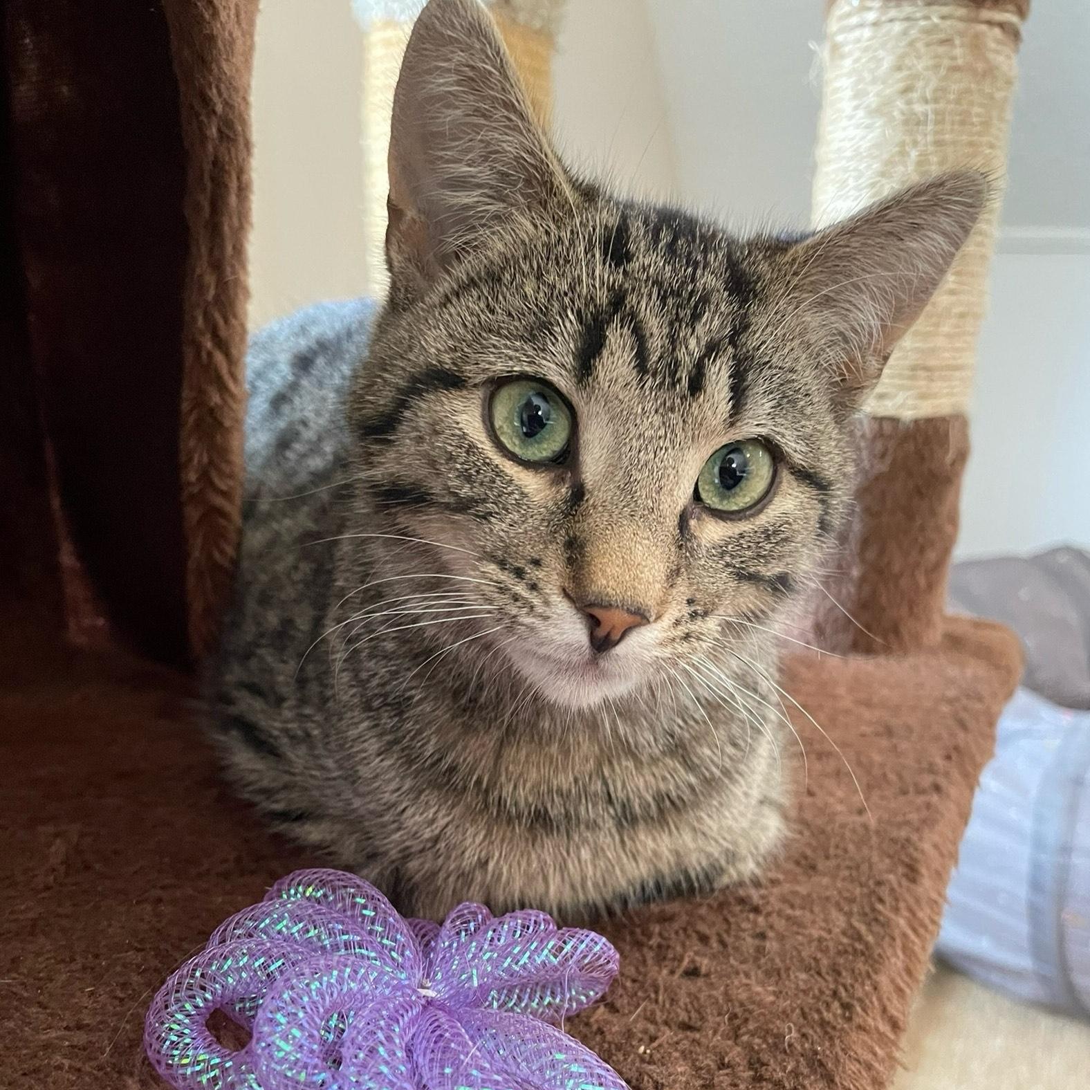 Enlarge Thomas, a Adoptable Domestic Short Hair in Pickering, ON image 3/6