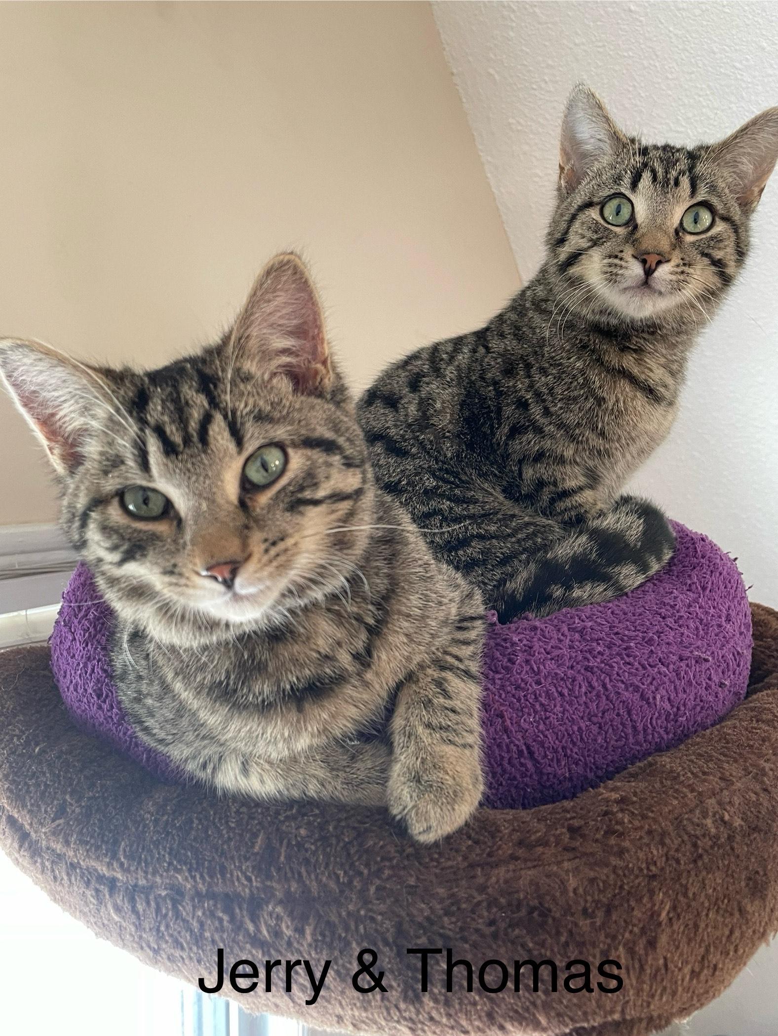 Enlarge Thomas, a Adoptable Domestic Short Hair in Pickering, ON image 4/6