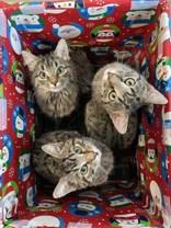 Enlarge Thomas, a Adoptable Domestic Short Hair in Pickering, ON image 6/6