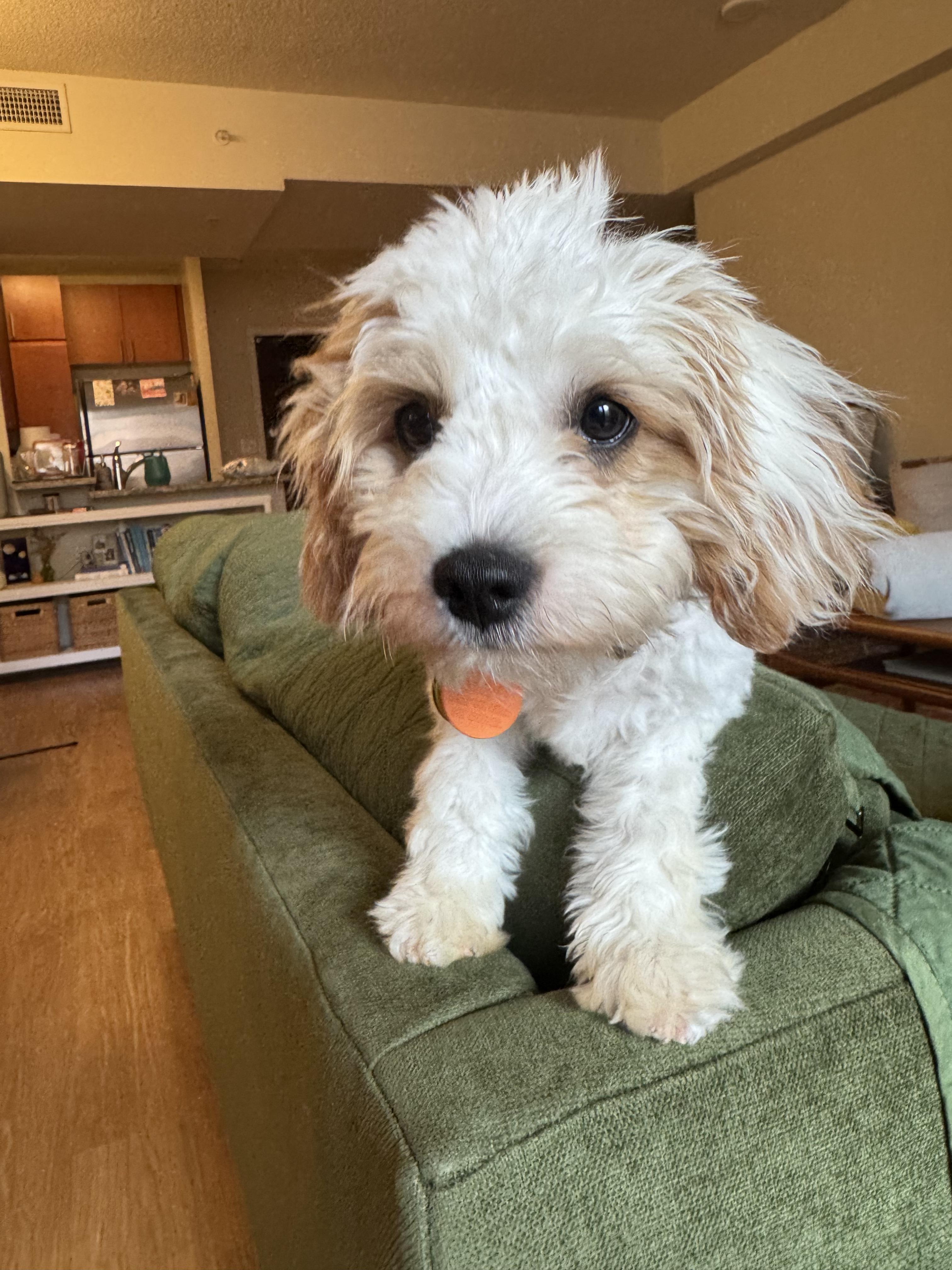 Enlarge Domino, a ADOPTABLE mixed breed in Clarksburg, MD image 4/5