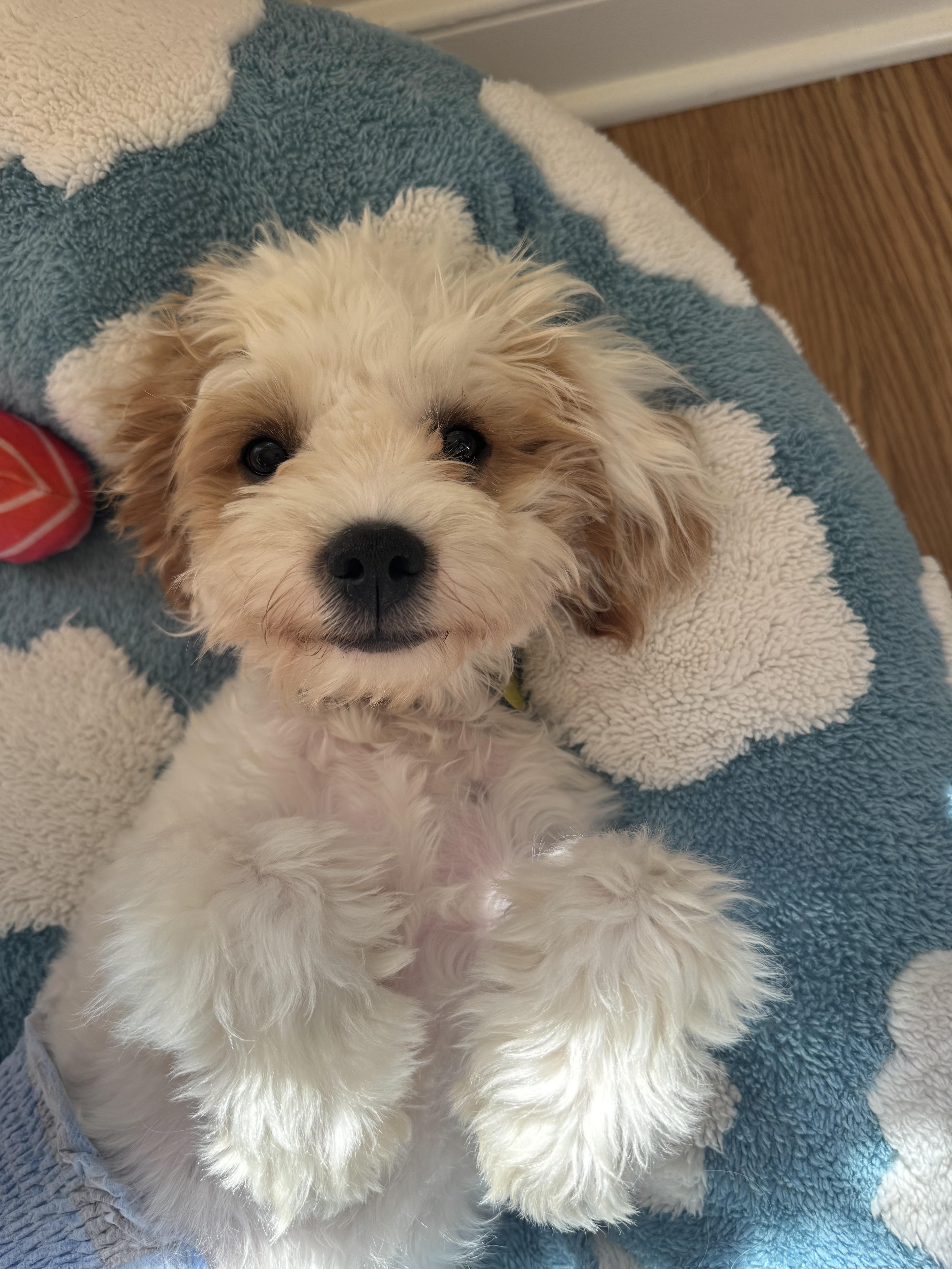 Domino, ADOPTABLE, Puppy Male Cavapoo.