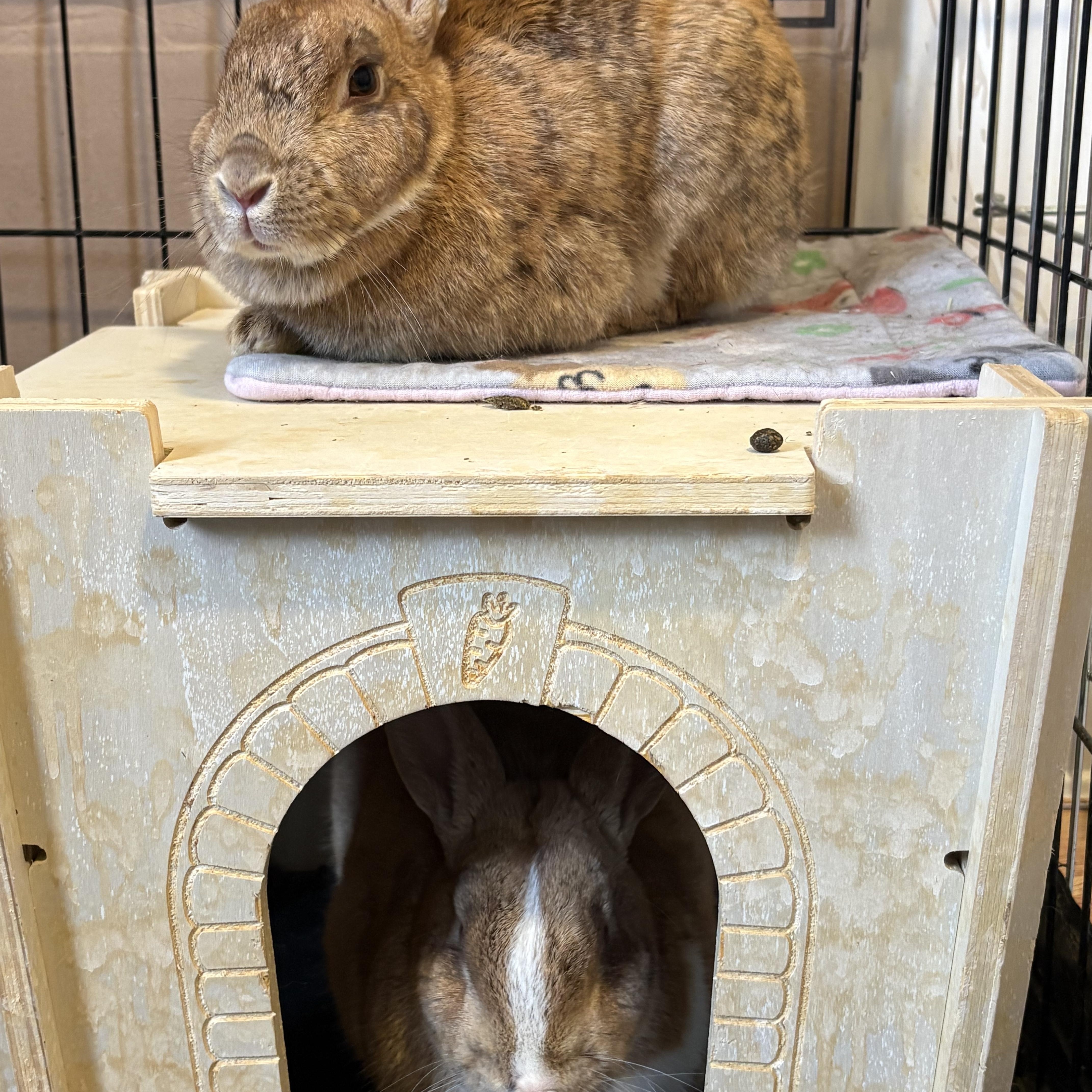 CAPPY and MAE, an adopted mixed breed in Forest Hills, NY image 2/5