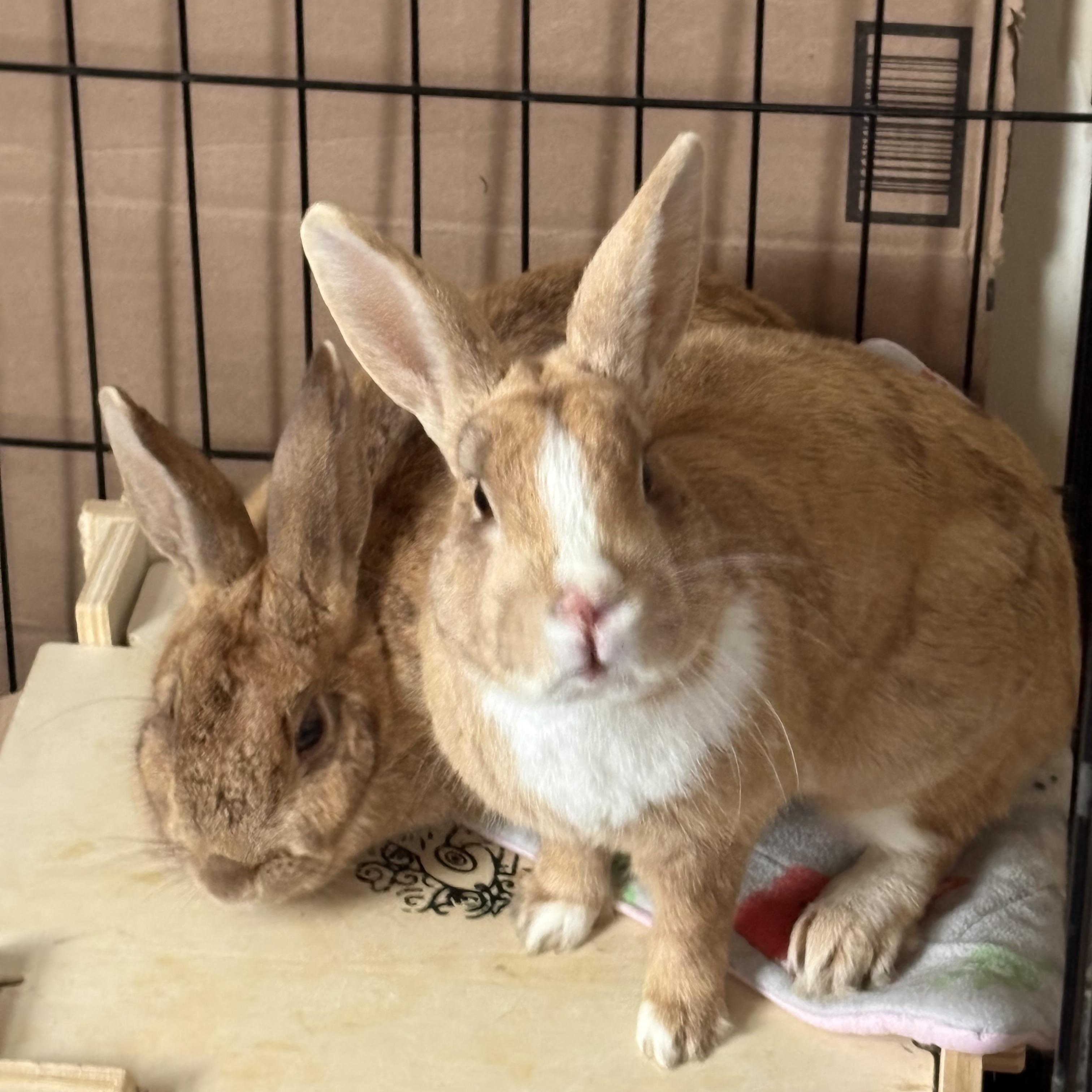 CAPPY and MAE, an adopted mixed breed in Forest Hills, NY image 3/5