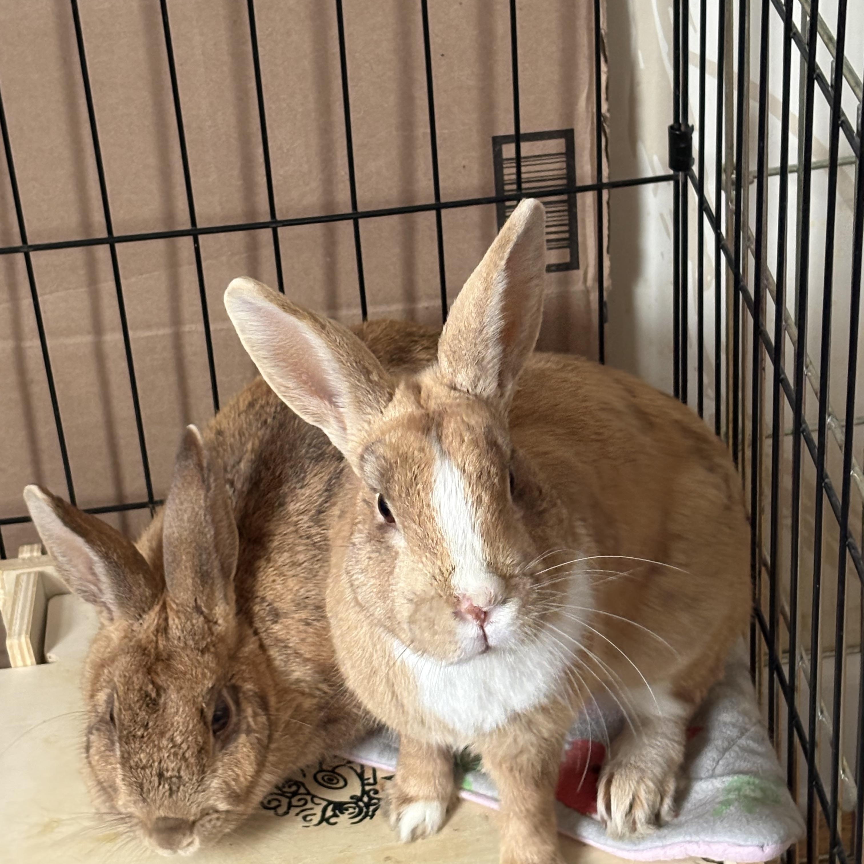 CAPPY and MAE, adopted, Adult Male Dutch.