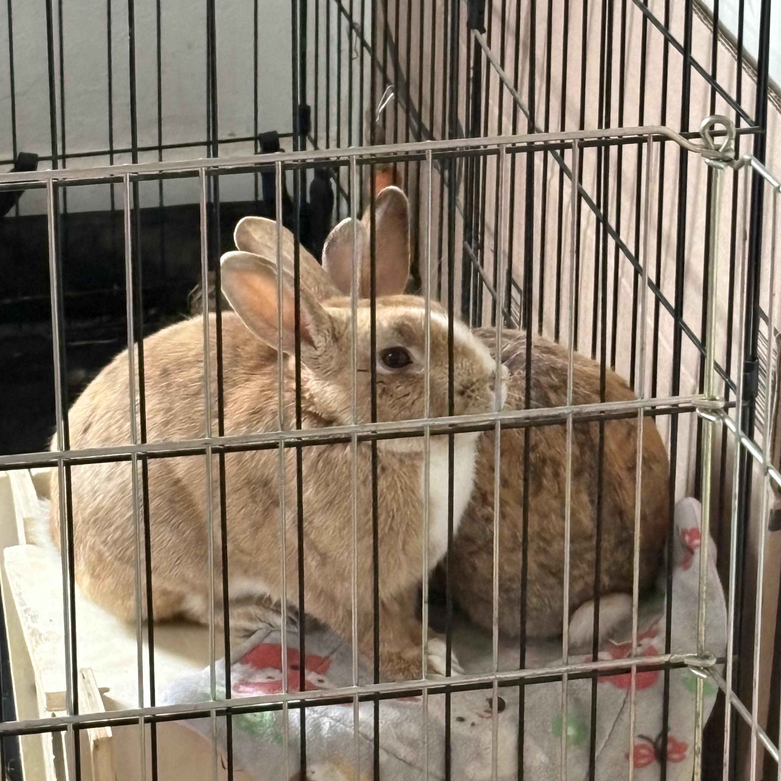 CAPPY and MAE, an adopted mixed breed in Forest Hills, NY image 4/5