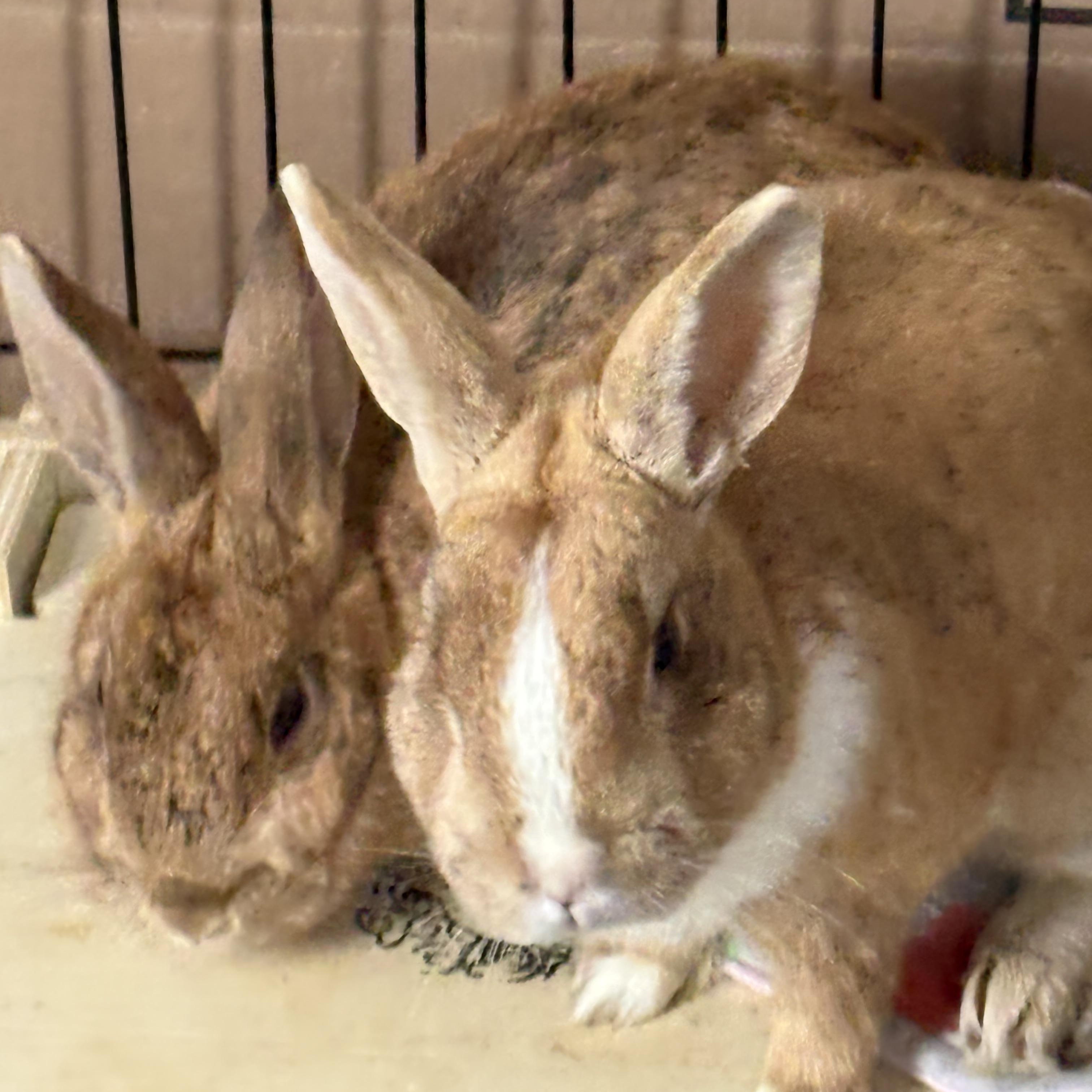 CAPPY and MAE, an adopted mixed breed in Forest Hills, NY image 5/5