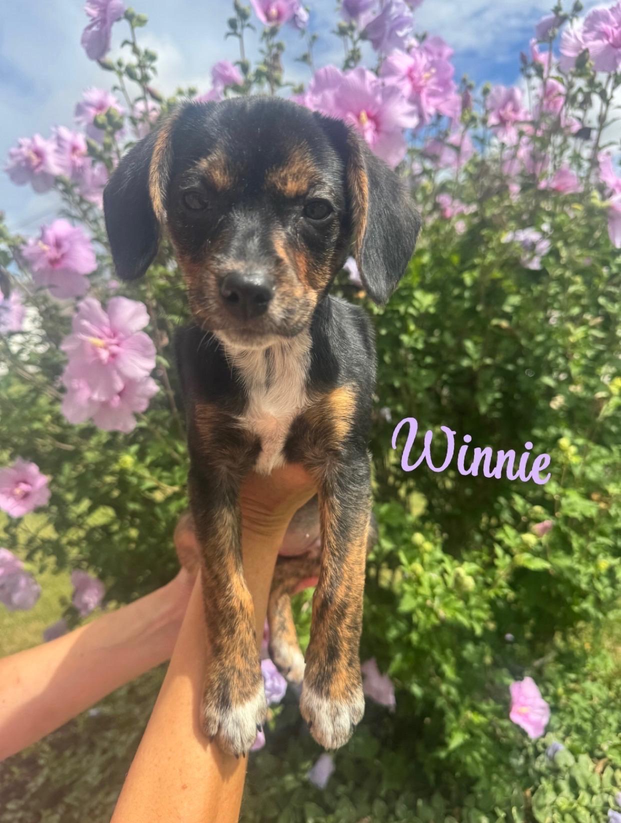 Enlarge Winnie, a Adoptable mixed breed in West Falls, NY image 1/1