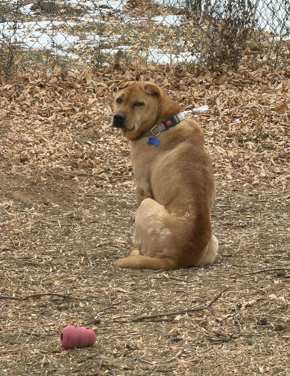 Bubba, Adoptable, Adult Male Shar-Pei.