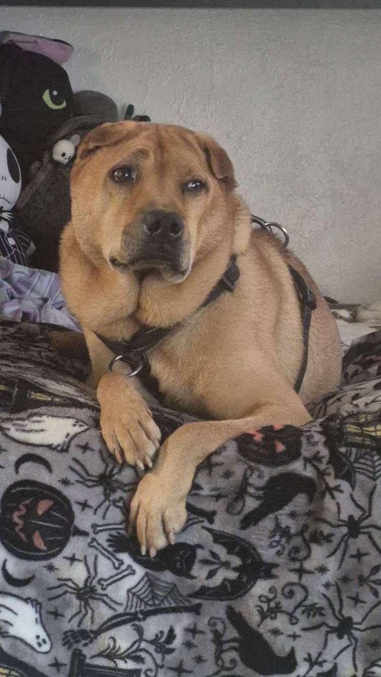 Enlarge Bubba, a Adoptable Shar-Pei in Fort Collins, CO image 3/3