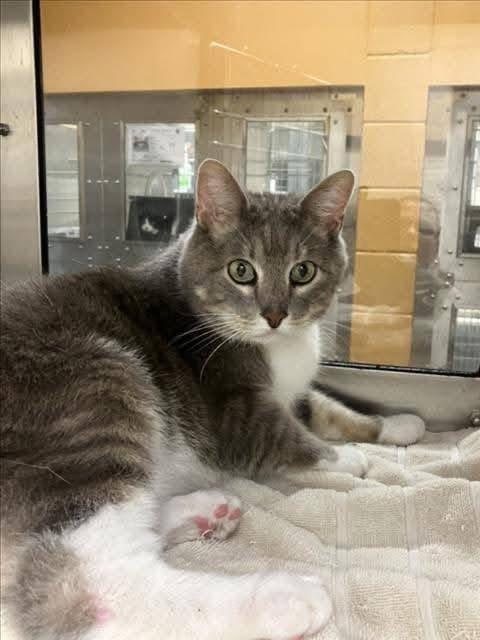 Sir Toasted Buscuit, a ADOPTABLE Domestic Short Hair in Columbia, MO image 3/4