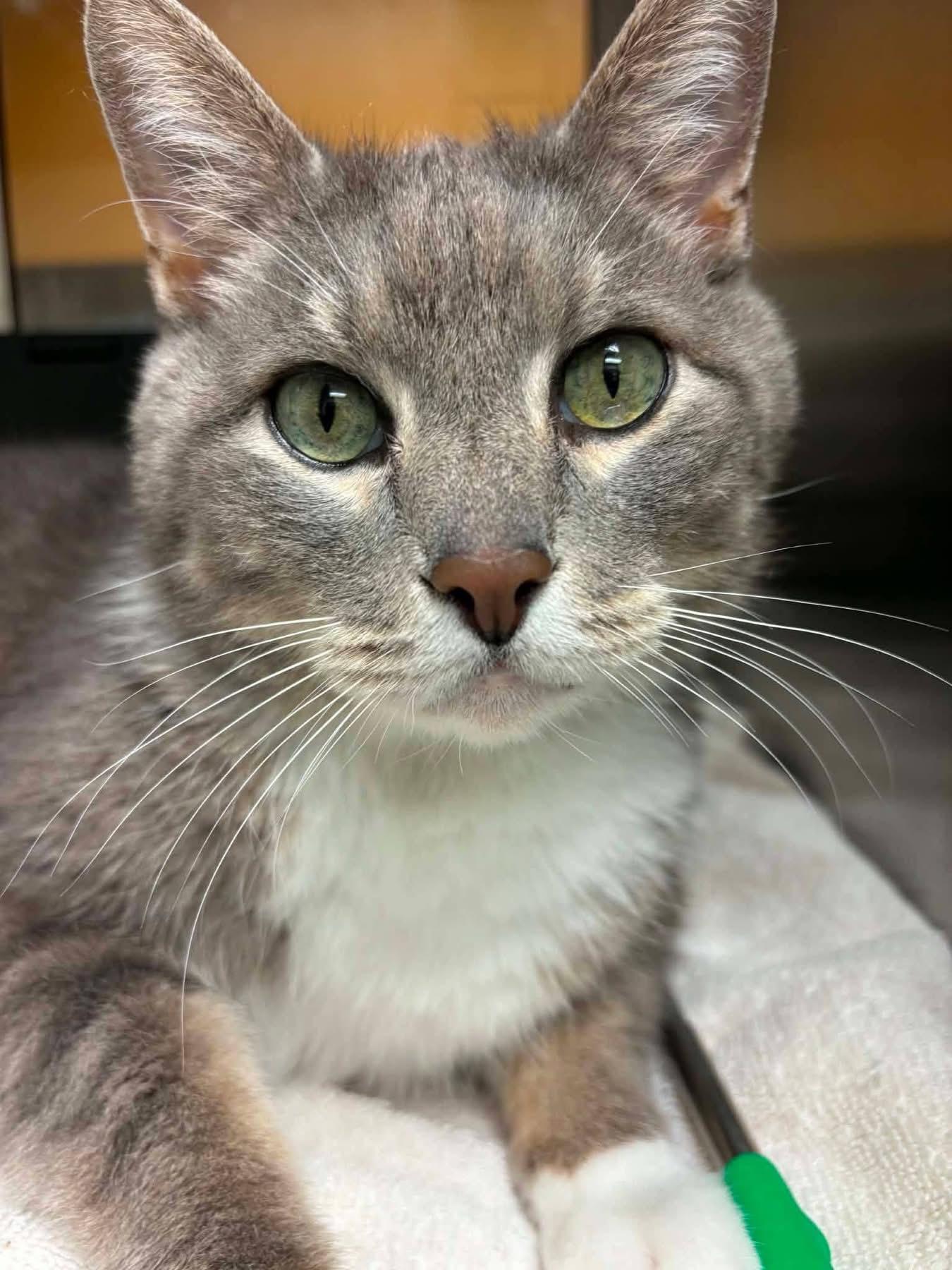 Sir Toasted Buscuit, a ADOPTABLE Domestic Short Hair in Columbia, MO image 4/4
