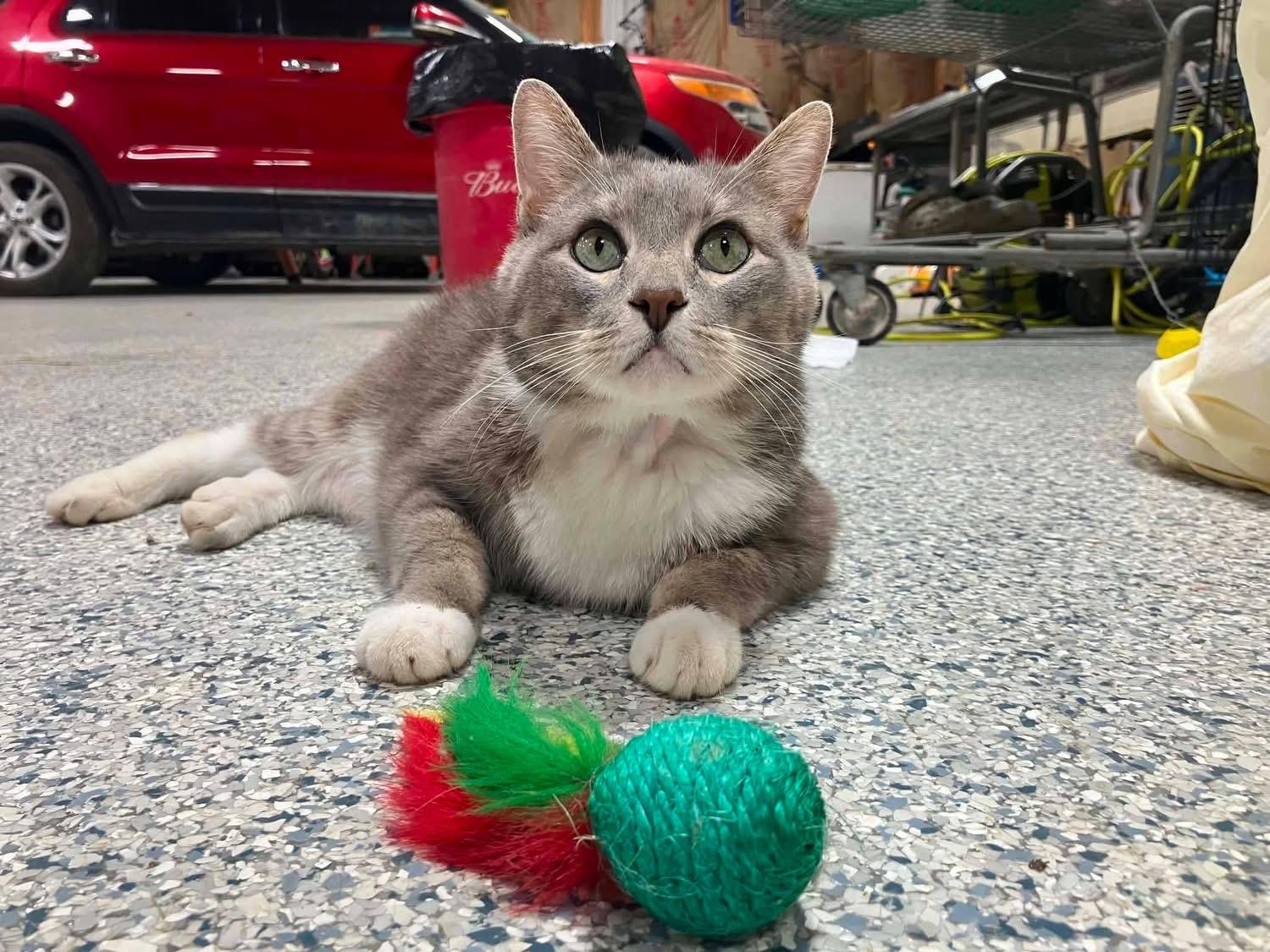 Sir Toasted Buscuit, a ADOPTABLE Domestic Short Hair in Columbia, MO image 2/4