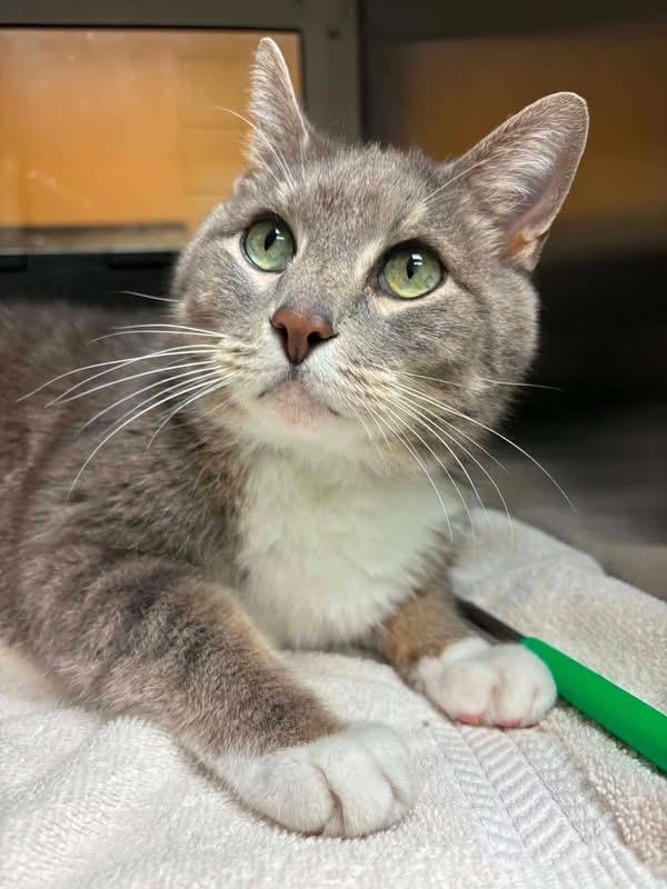 Sir Toasted Buscuit, a ADOPTABLE Domestic Short Hair in Columbia, MO image 1/4