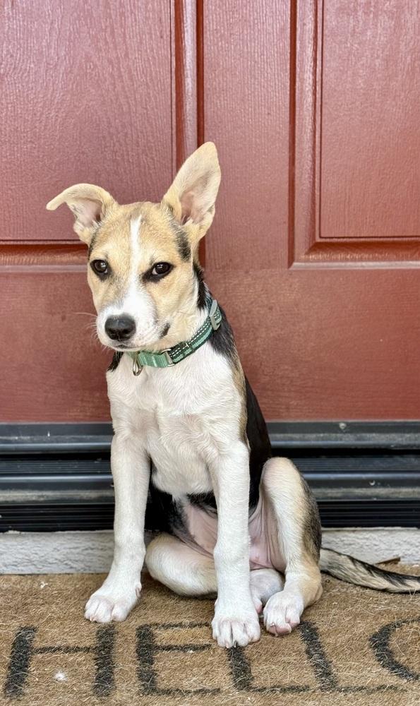 Blueberry, Adoptable, Puppy Female Jack Russell Terrier & Chihuahua.