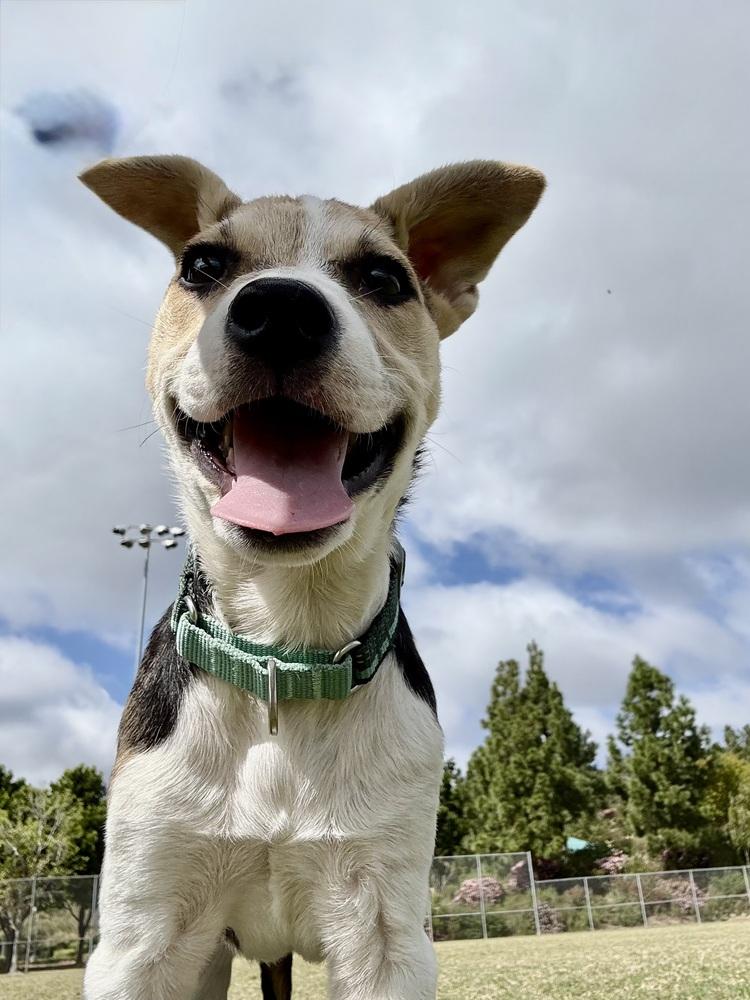 Enlarge Blueberry, a Adoptable mixed breed in Escondido, CA image 2/6