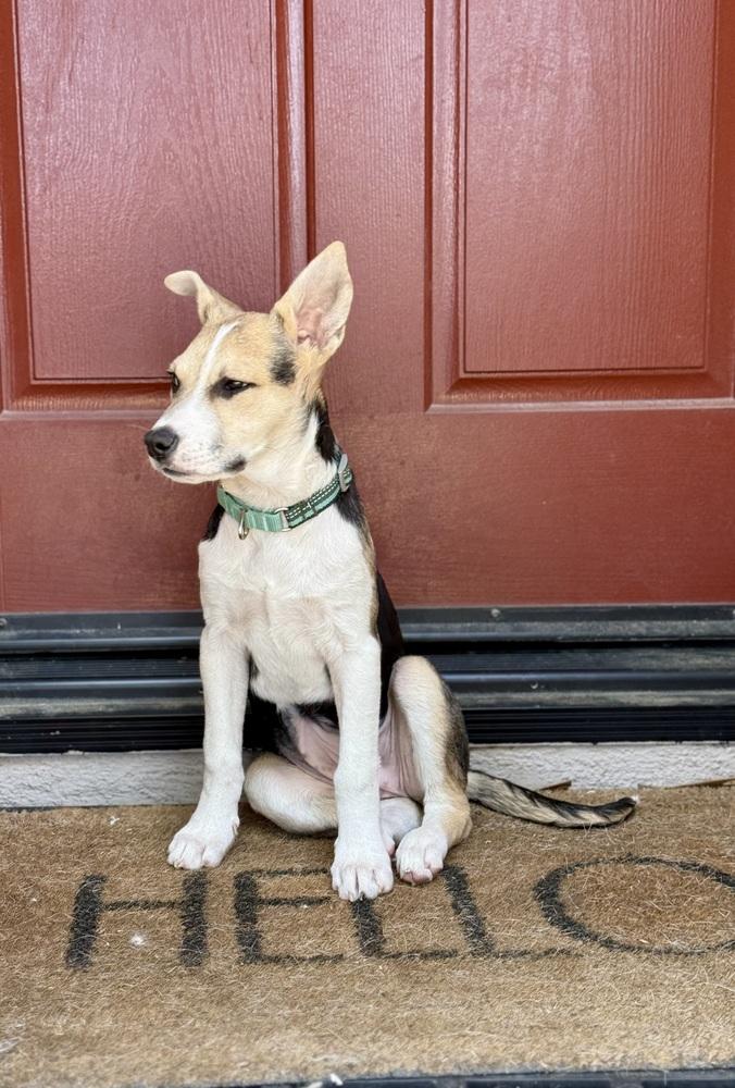 Enlarge Blueberry, a Adoptable mixed breed in Escondido, CA image 4/6