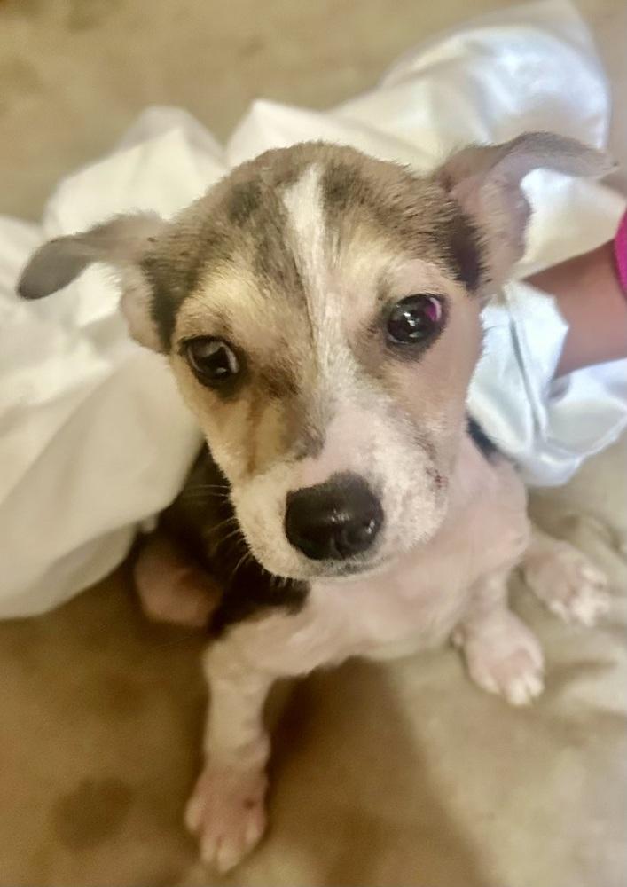 Enlarge Blueberry, a Adoptable mixed breed in Escondido, CA image 5/6