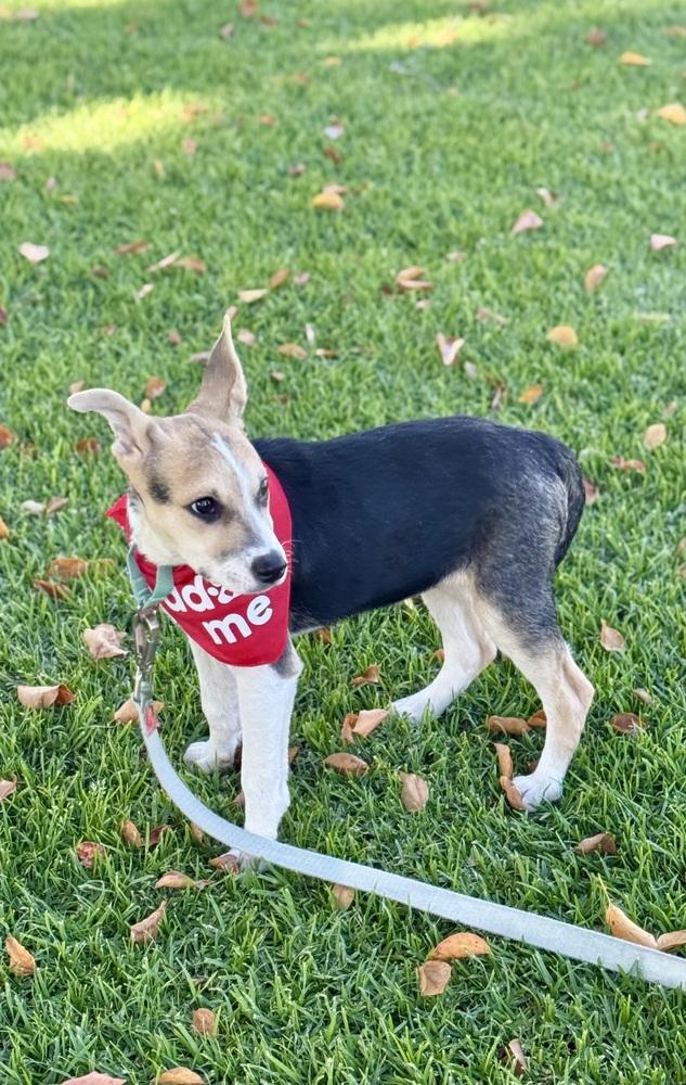 Enlarge Blueberry, a Adoptable mixed breed in Escondido, CA image 6/6