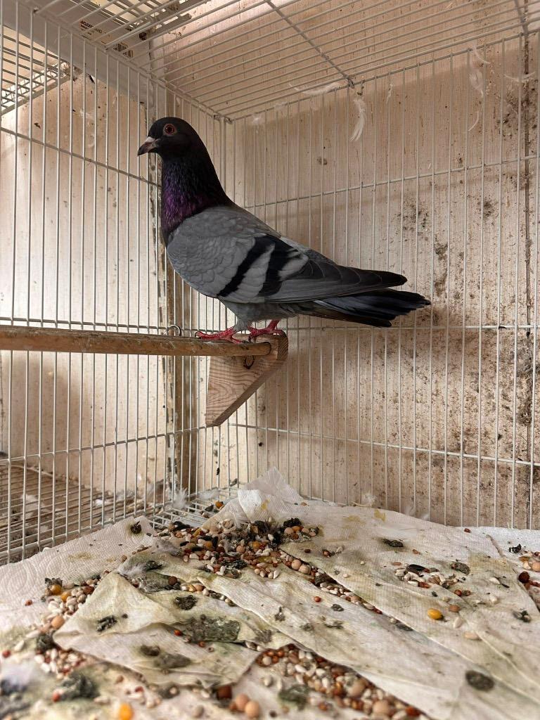 Enlarge Charlie's Pigeons #4, a Adopted Pigeon in San Francisco, CA image 1/1