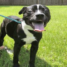 Enlarge Gator, a Adoptable mixed breed in West Palm Beach, FL image 1/6