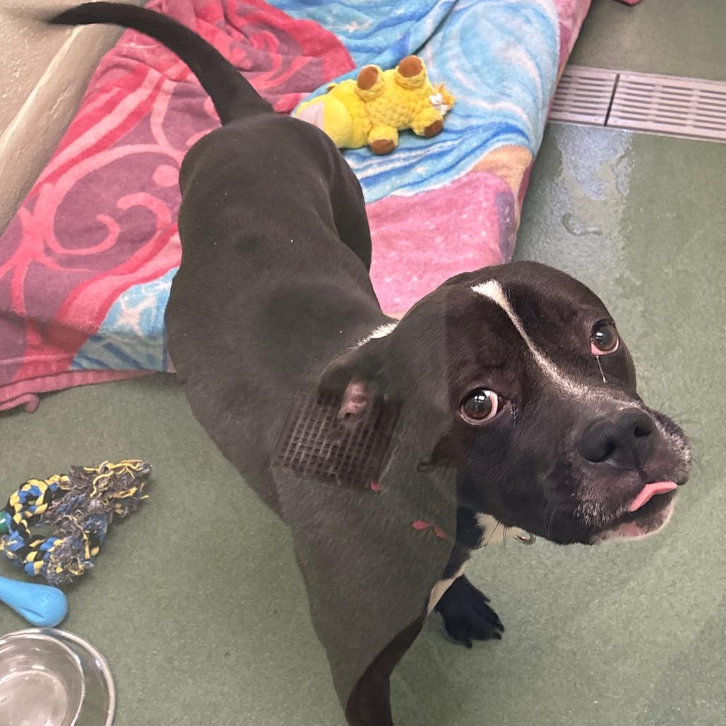 Enlarge Gator, a Adoptable mixed breed in West Palm Beach, FL image 2/6