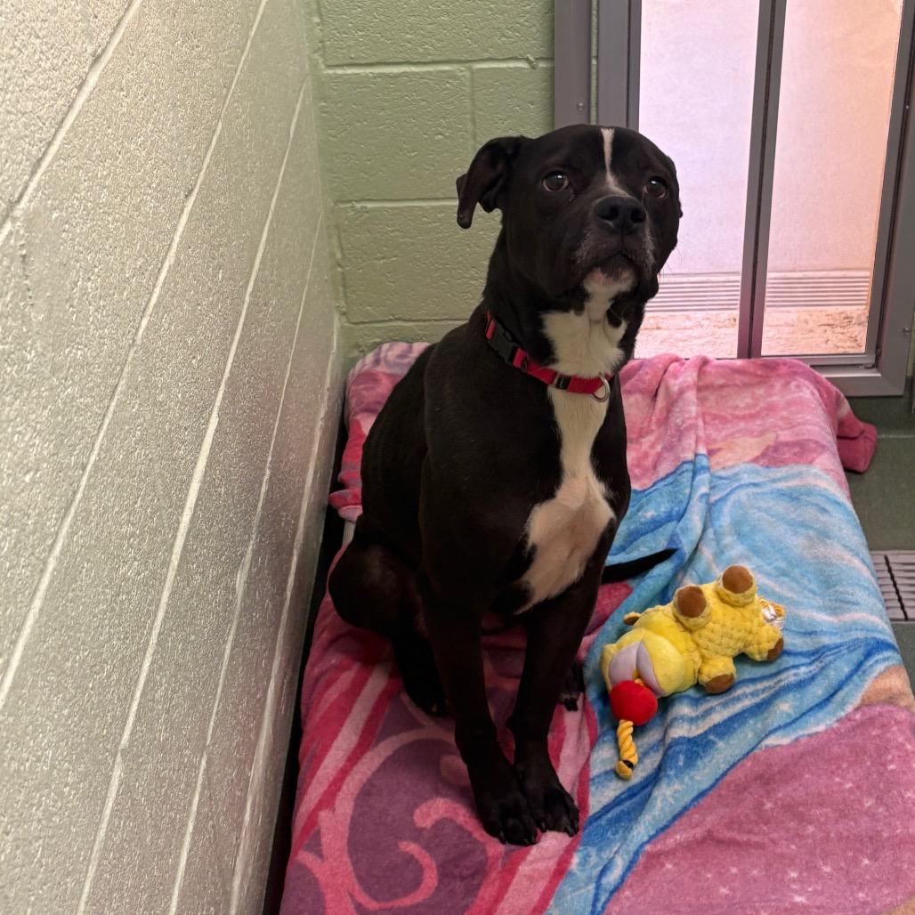 Enlarge Gator, a Adoptable mixed breed in West Palm Beach, FL image 3/6