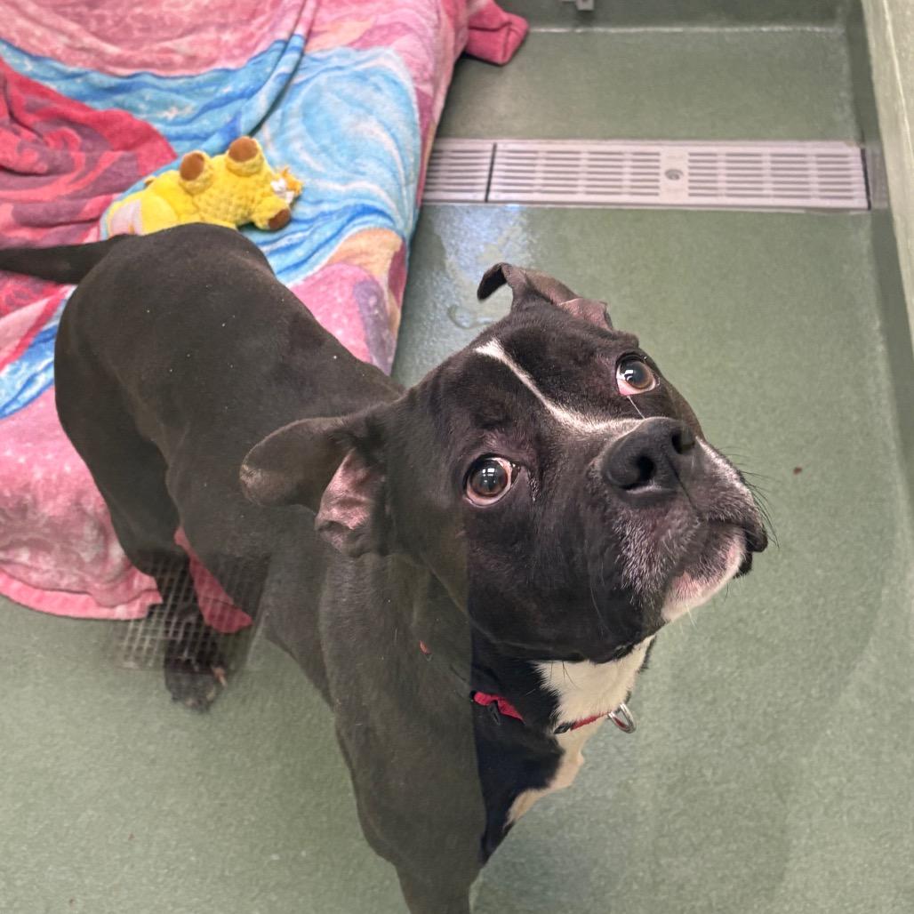 Enlarge Gator, a Adoptable mixed breed in West Palm Beach, FL image 4/6