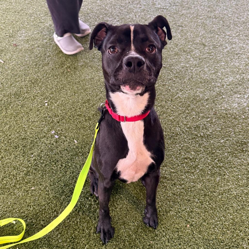 Enlarge Gator, a Adoptable mixed breed in West Palm Beach, FL image 5/6