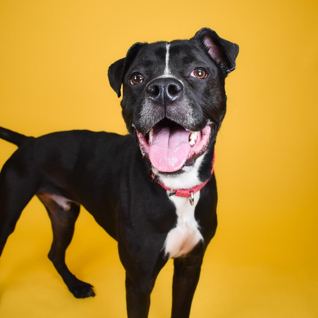 Enlarge Gator, a Adoptable mixed breed in West Palm Beach, FL image 6/6