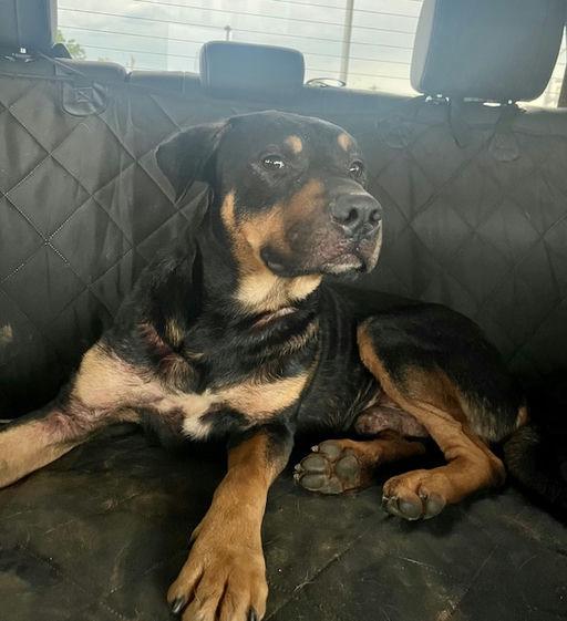 Enlarge Buddy Guy, a Adopted mixed breed in Lincoln, NE image 1/6