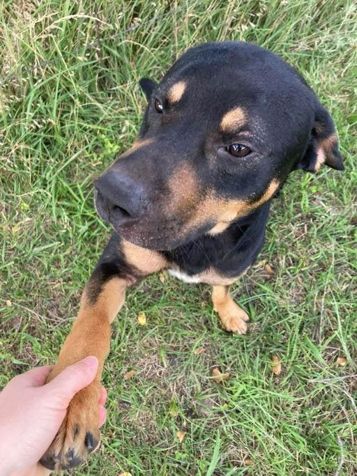 Enlarge Buddy Guy, a Adopted mixed breed in Lincoln, NE image 2/6