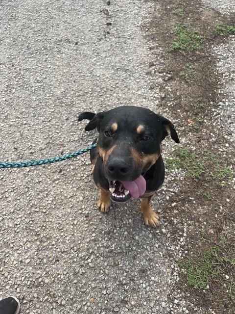 Enlarge Buddy Guy, a Adopted mixed breed in Lincoln, NE image 4/6