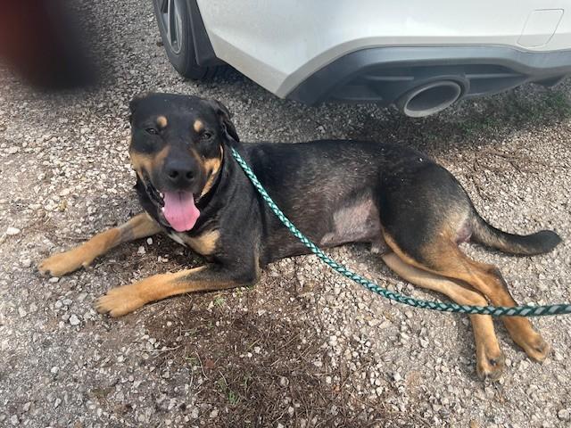 Enlarge Buddy Guy, a Adopted mixed breed in Lincoln, NE image 5/6