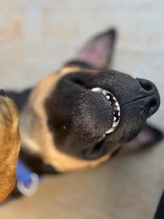 Enlarge Buddy Guy, a Adopted mixed breed in Lincoln, NE image 6/6