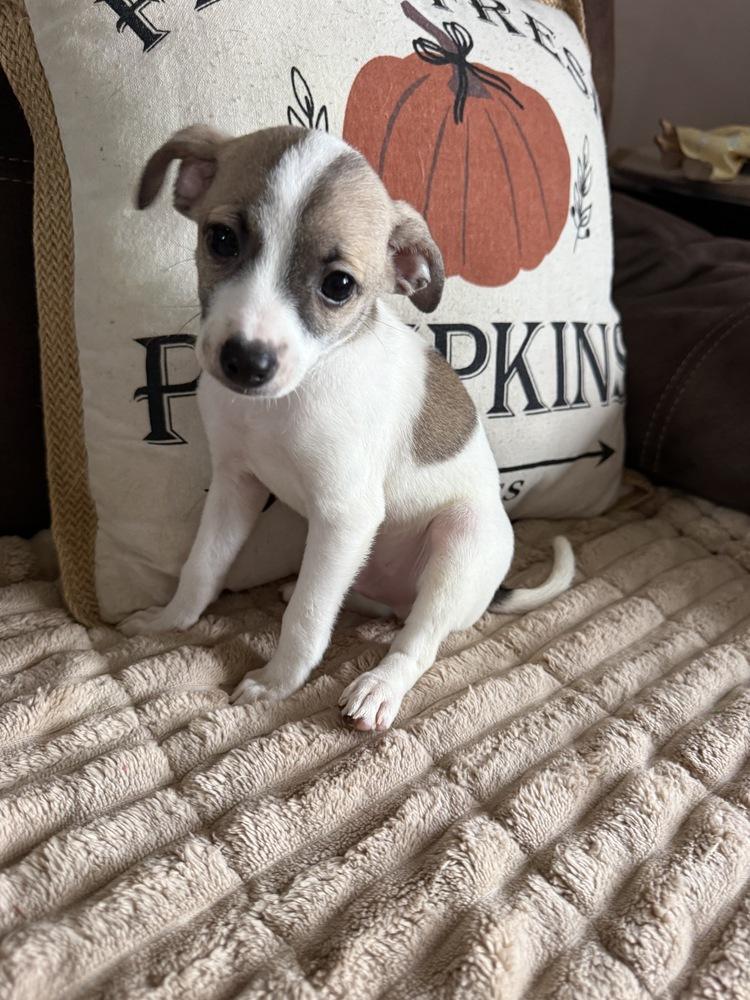 Enlarge Oakley, a Adoptable mixed breed in Greenlawn, NY image 2/5