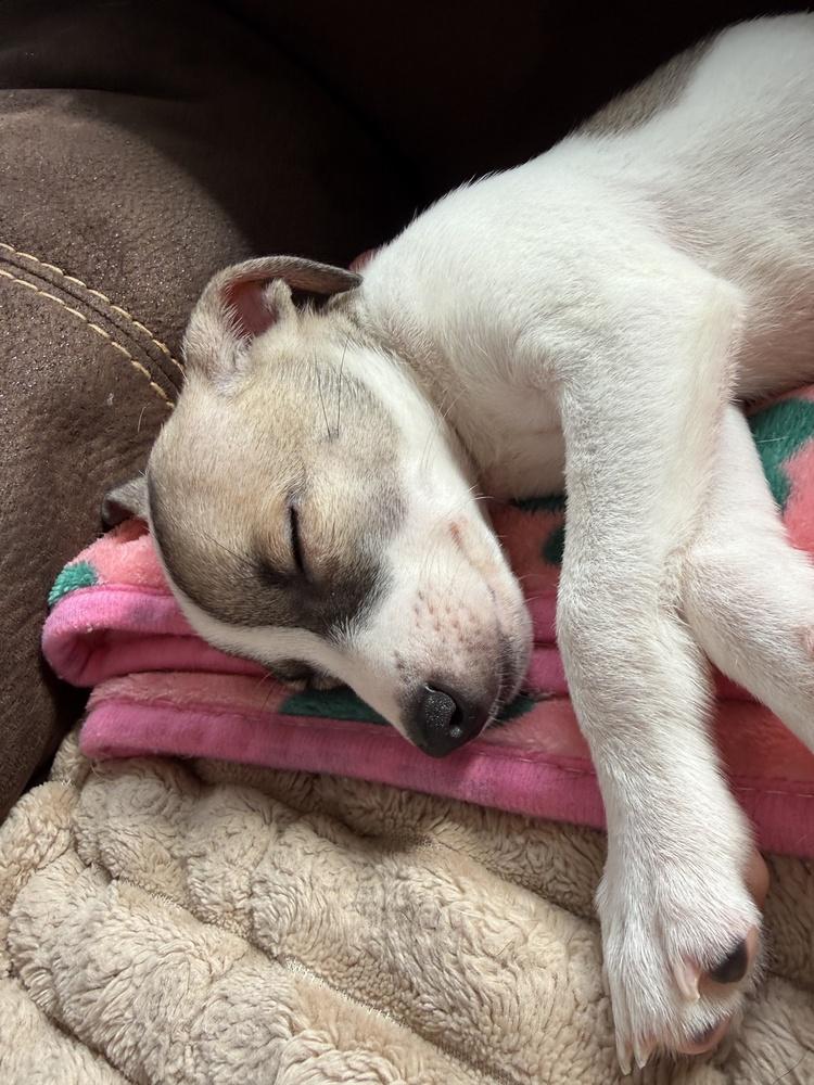Enlarge Oakley, a Adoptable mixed breed in Greenlawn, NY image 3/5