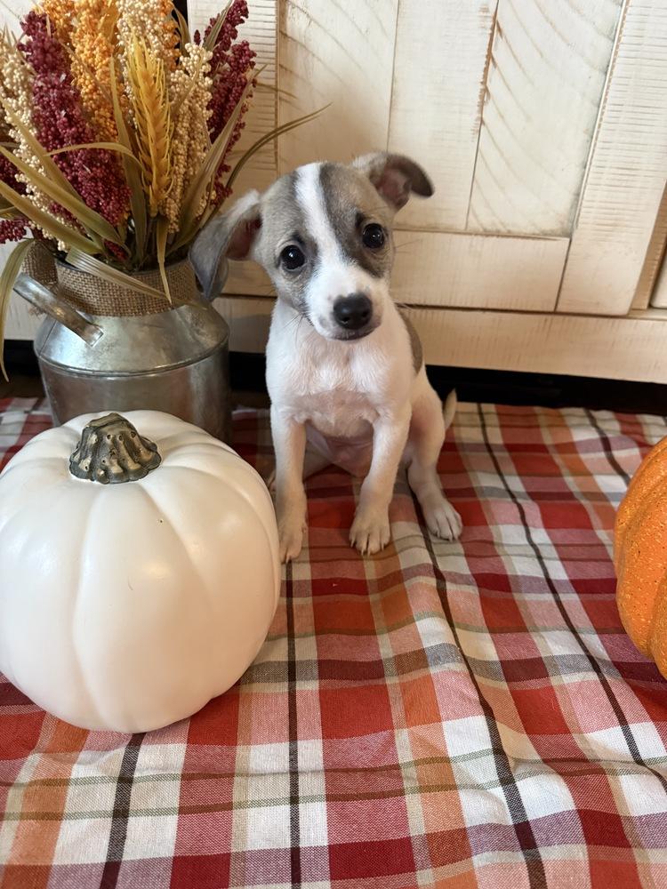 Enlarge Oakley, a Adoptable mixed breed in Greenlawn, NY image 4/5