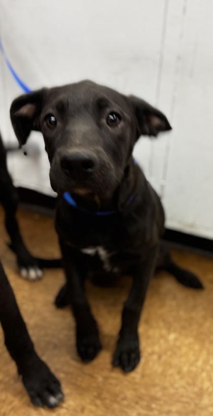 Karrie, Adoptable, Puppy Female Retriever & Mixed Breed.