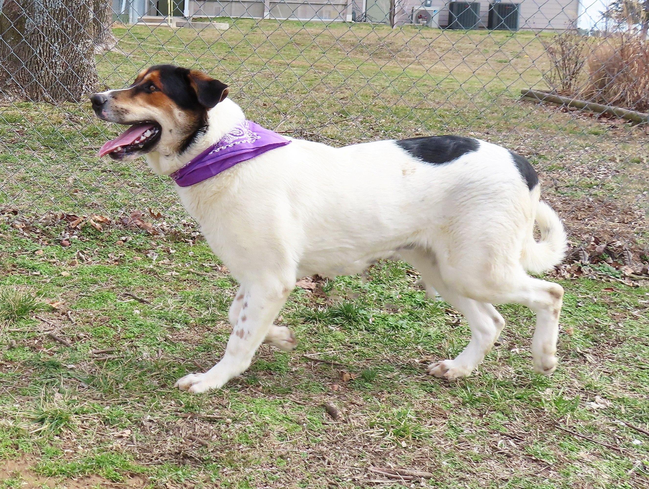 Harper, an adoptable Collie, Hound in St. Cloud, MN, 56301 | Photo Image 4