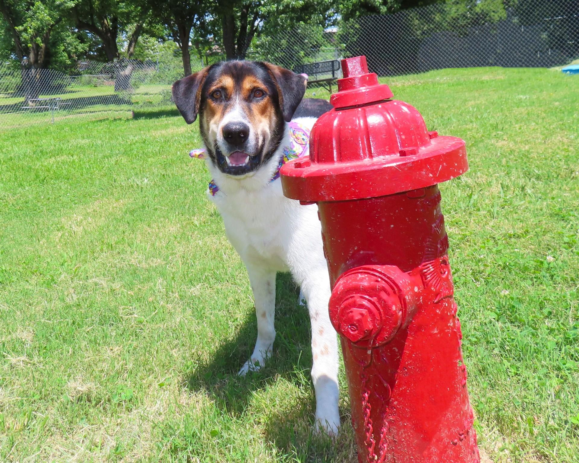 Harper, an adoptable Collie, Hound in St. Cloud, MN, 56301 | Photo Image 2